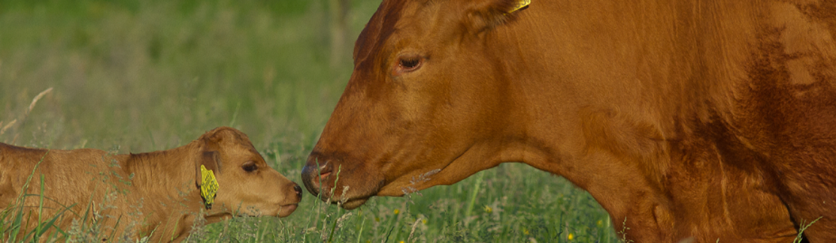 Boerderijcamping De Beek